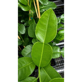 Kaffir Lime Tree