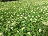 Field of white flowers with green leaves White Dutch Clover Alternative Lawn Seed