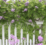 White picket fence with American Wisteria – 5 Seeds