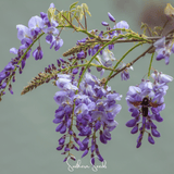 Close-up of purple wisteria flowers with a blurred background American Wisteria – 5 Seeds