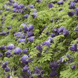 Vine with purple flowers and green leaves, branded 'Southern Seeds'. American Wisteria – 5 Seeds