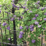 Vine with purple flowers climbing over a black metal fence American Wisteria – 5 Seeds