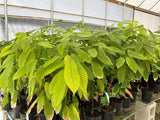 Trinitario Cacao Tree Yellow, Long Ribbed – Fruit-Bearing Theobroma Cacao Tree