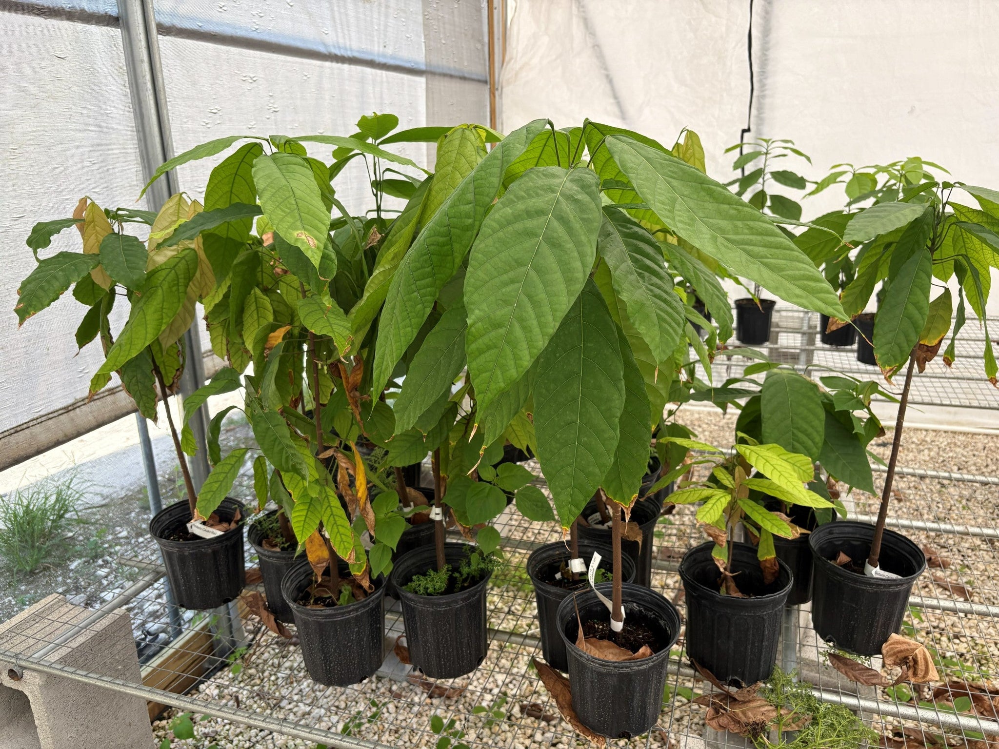 GoGardenNow Trinitario Cacao Tree - Thumbnail 3
