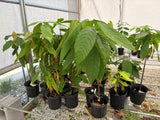 Trinitario Cacao Tree Yellow, Long Ribbed – Fruit-Bearing Theobroma Cacao Tree