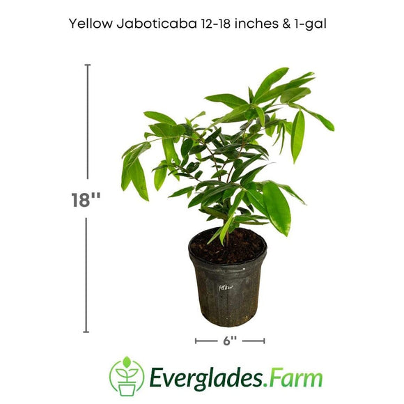 Potted Yellow Jaboticaba plant with dimensions and Everglades Farm logo on a white background