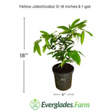 Potted Yellow Jaboticaba plant with dimensions and Everglades Farm logo on a white background