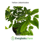Yellow Jaboticaba plant in a pot with Everglades Farm logo.