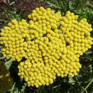 Achillea 'Coronation Gold' bright yellow flowers attract butterflies