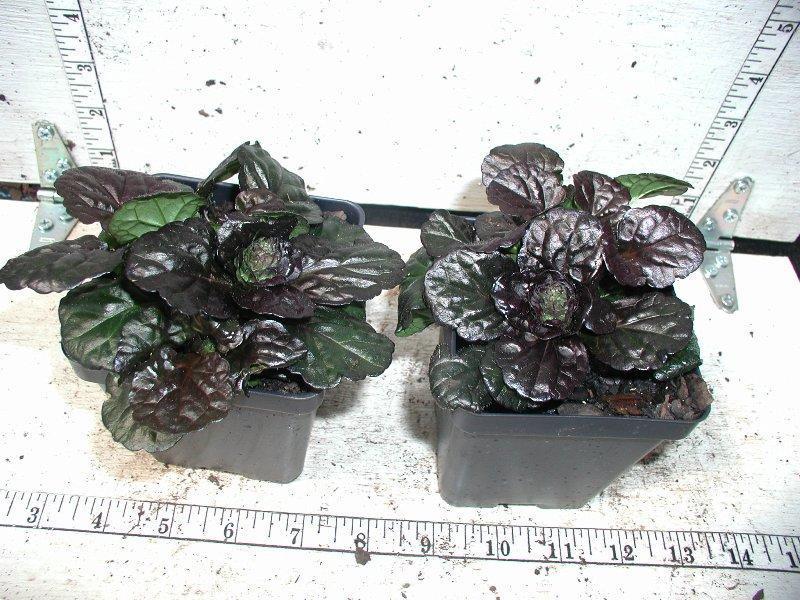 Ajuga 'Black Scallop'