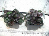 Ajuga 'Black Scallop' - 3.5 inch Pots (Minimum Quantity: 25 Plants)