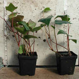 Algerian Ivy - 3.5 inch Pots (Minimum Quantity: 25 Plants)