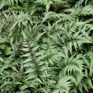 Japanese Painted Fern new fronds