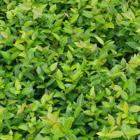 Asiatic jasmine foliage is glossy, leathery and evergreen.