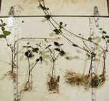 Asiatic jasmine bare root samples