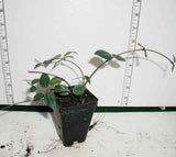Asiatic Jasmine -  2.5 inch Pots (Minimum Quantity: 54 Plants)