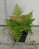 Dryopteris erythrosora, Autumn Fern, Japanese Shield Fern