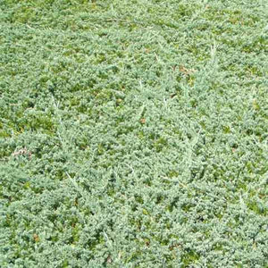Blue Rug - Wiltonii - Juniper is a fine, low-growing ground cover for medium to large areas