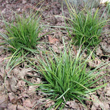 Carex pensylvanica spreads slowly to form a ground cover in the shade