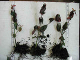 Euonymus 'Coloratus' Bare Root Plants (Minimum Quantity: 50 Plants)