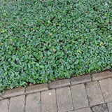 Asiatic jasmine is easily trimmed for a manicured appearance