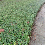 Asiatic jasmine ground cover suppresses weeds with dense growth