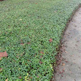 Asiatic jasmine ground cover suppresses weeds