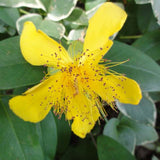 Hypericum - St. John's Wort