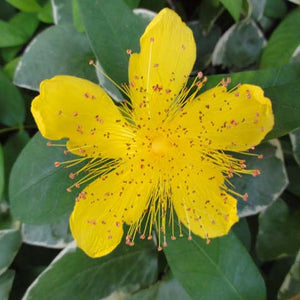 Hypericum - St. John's Wort