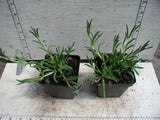 Delosperma - Ice Plant in pots