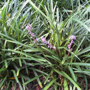 Liriope muscari 'Densiflora' is a densely clumping selection