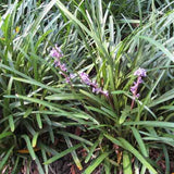Liriope muscari 'Densiflora' is a densely clumping selection