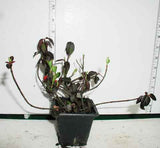 Euonymus fortunei 'Coloratus' pictured in a 3-1/2 inch pot