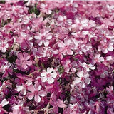 Phlox 'Emerald Pink' - 3.5 inch Pots (Minimum Quantity: 25 Plants)