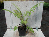 Southern Shield Fern - 3.5 inch Pots (Minimum Quantity: 25 Plants)
