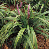 Liriope muscari 'Gold Band' has gold edged foliage and lavender flower spikes