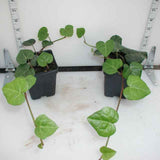 Persian Ivy 'My Heart' - 3.5 inch Pots (Minimum Quantity: 25 Plants)