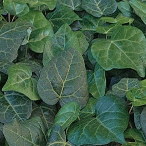 Persian Ivy - Hedera colchica
