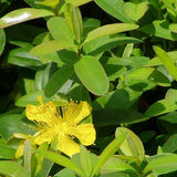 Hypericum - St. John's Wort