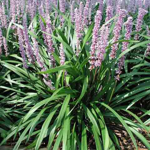 Liriope muscari 'Ingwersen' with long, full flower spikes in mid-summer