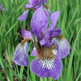 Iris sibirica 'Caesar's Brother'