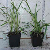 Liriope sample with variegated foliage in 3-1/2 in pots