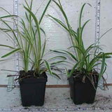 Liriope 'Variegata' in 3-1/2 inch pots