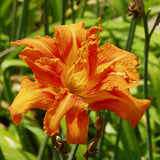 Double orange flower of Kwanso daylily