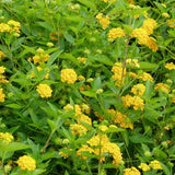 Lantana 'New Gold' produces golden yellow flowers from spring to frost