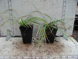 Samples of Liriope spicata in 2-1/2 inch pots