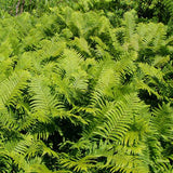 Naturalized planting of Matteuccia struthiopteris, Ostrich Ferns