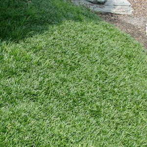 Ophiopogon japonicus 'Nana', Mondo Grass - low growing, low maintenance
