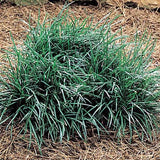 Ophiopogon japonicus, Mondo Grass