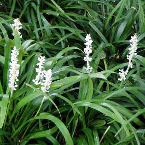Liriope muscari 'Monroe White' brightens dark corners of the garden